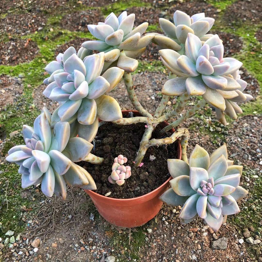 淡雪老桩多头多肉植物易养易爆头超萌盆栽组合办公桌面绿植包邮 小陈多肉 淘优券
