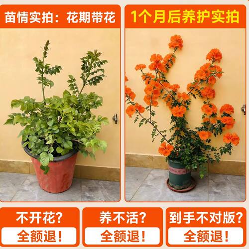耐寒凌霄花苗爬藤植物四季开花卉大苗绿植盆栽庭院阳台炮仗花紫藤 - 图3