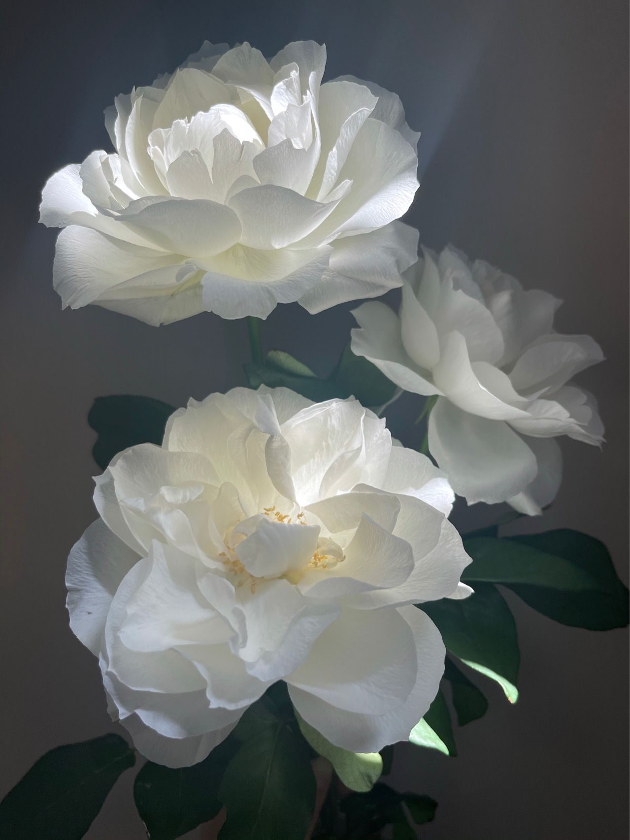 铃兰家 | 白勃艮第 日本超新品花园木本玫瑰花苗盆栽阳台月季,淘宝优惠券,粉丝福利购,淘宝优惠卷