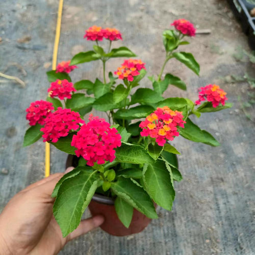 五色梅盆栽马樱丹爱开花耐热好养多年生木本植物阳台庭院楼顶花卉 - 图1