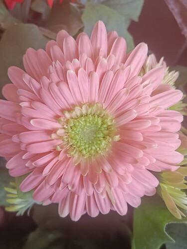 盆栽植物四季开花带花盆非洲菊扶郎花客厅带花苞阳台卧室易活包邮 - 图2