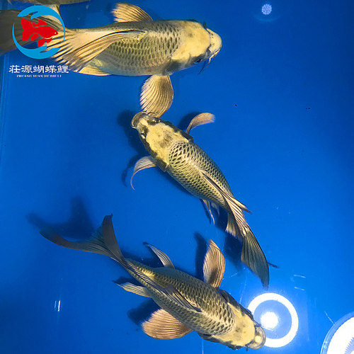 台湾熊猫鲤 古黄金龙蝶鲤龙凤锦鲤淡水冷水金鱼活体蝴蝶鲤长尾 - 图0