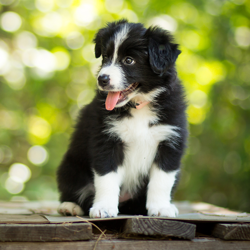 边牧幼犬纯种宠物狗活体边牧犬幼体边境牧羊犬幼犬家养小狗-图2