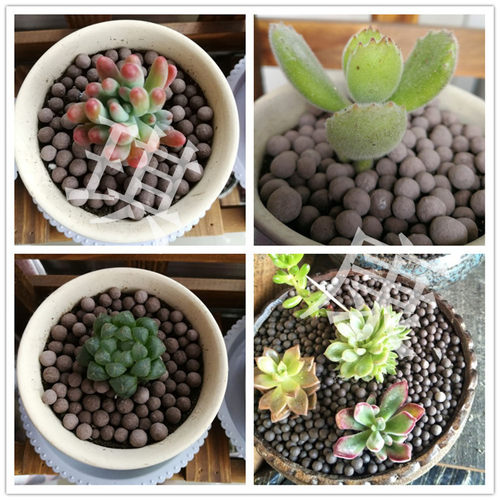 【陶粒】陶粒球陶碳负离子无土栽多肉植物盆栽景水培花卉装饰覆盖 - 图2