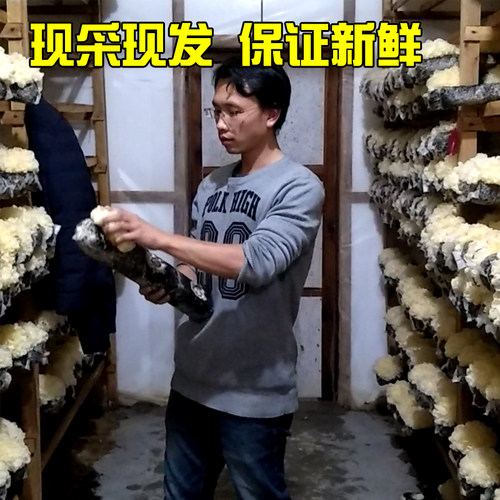 新鲜银耳古田湿白木耳糯6朵盒装活无硫非干货易出胶生雪耳带菌棒 - 图2