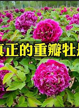 【洛阳发货】牡丹花苗带芽