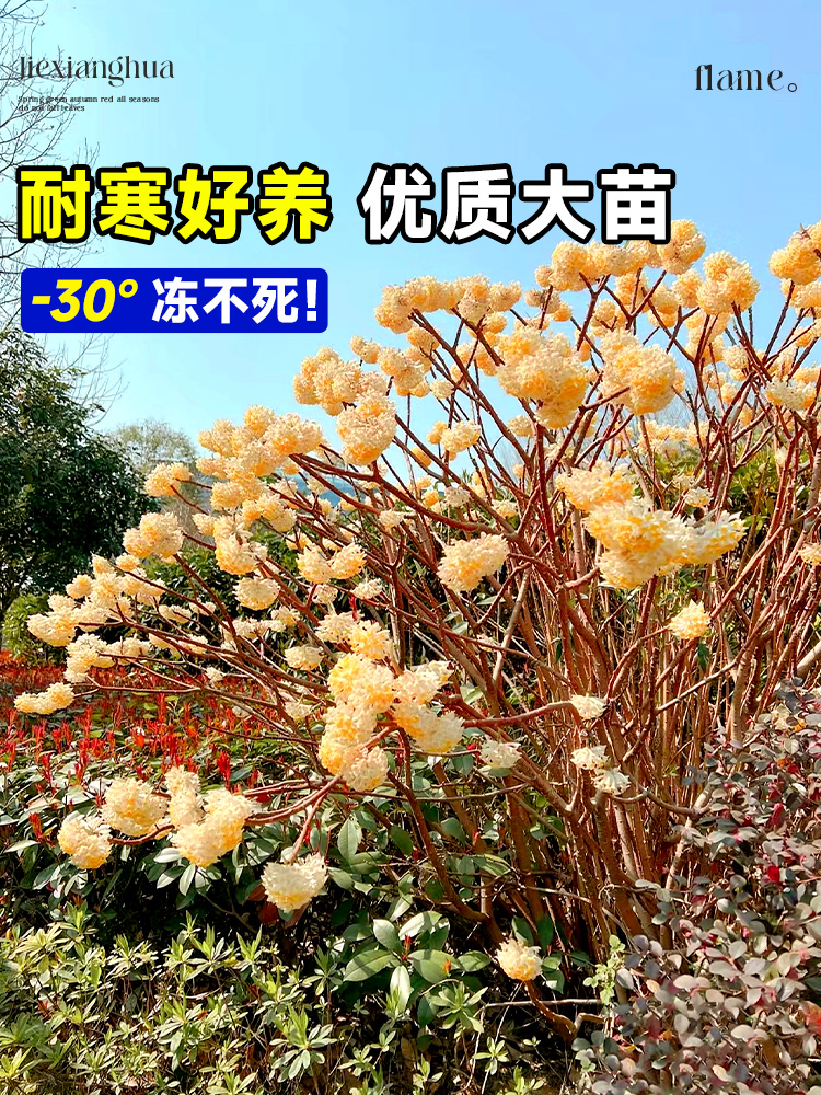 结香花树苗盆栽庭院风景别墅园林绿化耐寒植物四季梦花大苗木花卉-图2