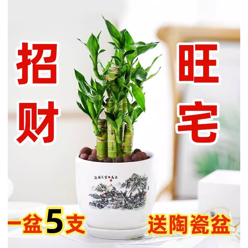 富贵竹室内招财绿植荷花竹土水培办公室盆栽卧室桌面植物四季常青 - 图2