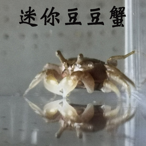迷你豆豆蟹浅水蟹海水宠物观赏汽水蟹迷你红爪辣椒蟹小型桌面景观 - 图2