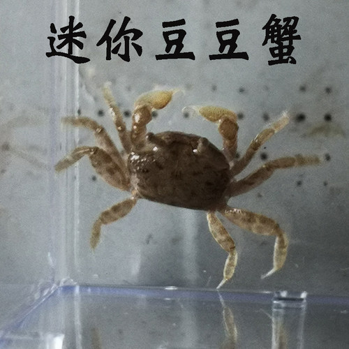 迷你豆豆蟹浅水蟹海水宠物观赏汽水蟹迷你红爪辣椒蟹小型桌面景观 - 图1