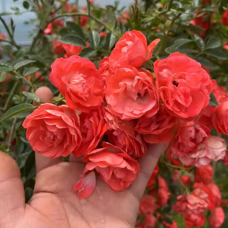 红木香花苗爬藤植物四季开花耐寒好养浓香黄木香庭院蔷薇花卉盆栽-图3