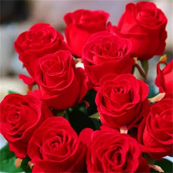 大红色玫瑰花苗盆栽老桩卡罗拉阳台庭院特大花浓香四季开花卉带花 - 图0