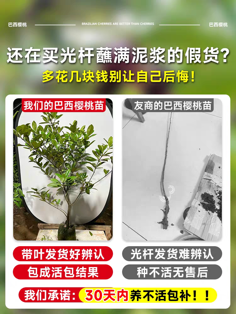 巴西樱桃树苖车厘子树苗正宗樱桃树苗种植盆栽果树果苗矮化大樱桃 - 图2