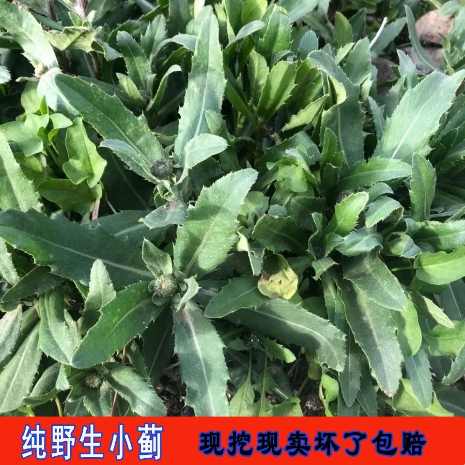 现货止鼻血草新鲜小蓟饮子农家小蓟刺菜刺角芽野生刺儿菜带根包邮