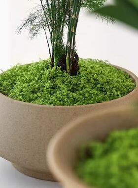 仿真苔藓人造假青苔微景观布置装饰材料店铺软装铺面造景摄影道具