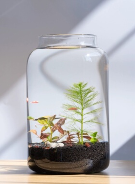 胡桃木盖大容量景观柱形生态瓶多肉植物造景景观瓶桌面玻璃花瓶