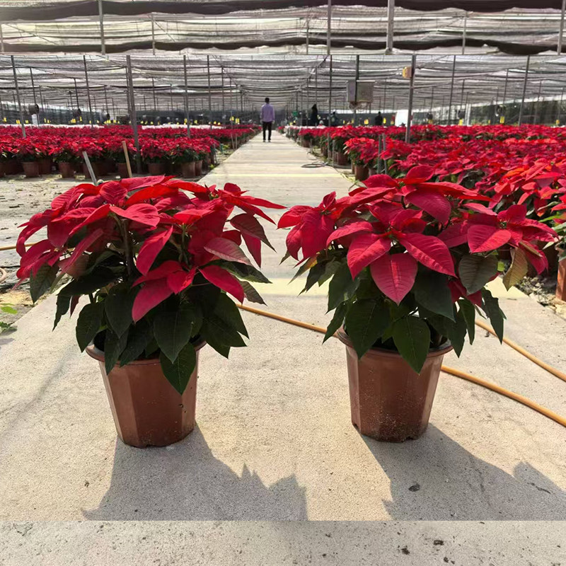 一品红盆栽鲜花圣诞花多年生长喜庆花卉年会庆祝植物客厅阳台室内,淘宝优惠券,粉丝福利购,淘宝优惠卷