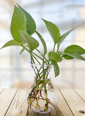 室内水培植物铜钱草盆栽玻璃花瓶