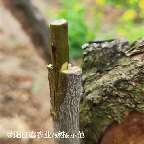 正宗软籽石榴枝条嫁接专用河阴突尼斯幕乐超软籽石榴扦插接穗码子 - 图0