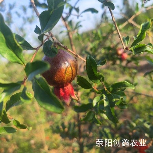慕乐软籽石榴树苗纯甜嫁接突尼斯特大果苗庭院果树盆地栽荥阳河阴 - 图1