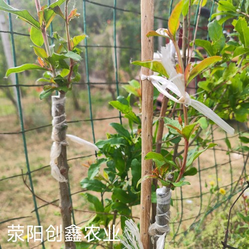 正宗软籽石榴枝条嫁接专用河阴突尼斯幕乐超软籽石榴扦插接穗码子 - 图3