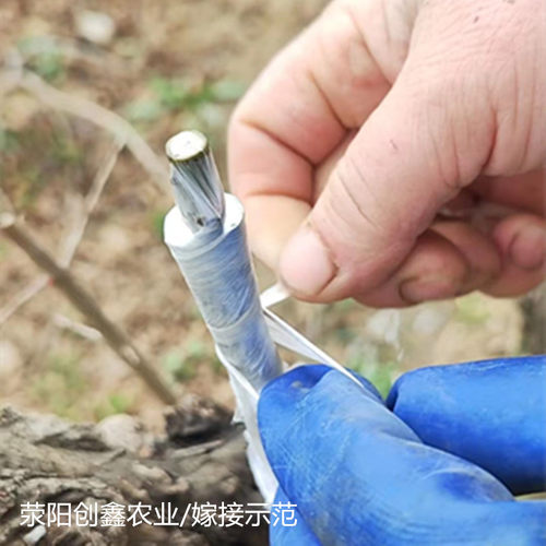 正宗软籽石榴枝条嫁接专用河阴突尼斯幕乐超软籽石榴扦插接穗码子 - 图1