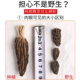 50G Юньнань Специальные сморчики и сморчники сухоф.