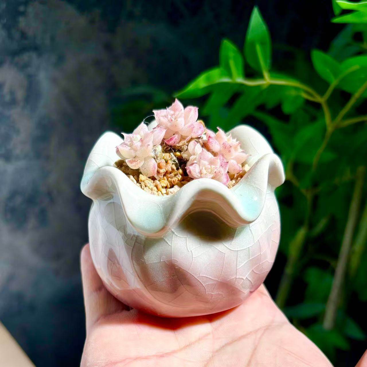 多肉植物小花盆陶瓷冰裂清新可爱控型桌面小口径透气有孔简约创意,淘宝优惠券,粉丝福利购,淘宝优惠卷