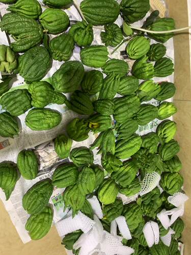 26年新鲜头采摘佛手柑天然香薰闻香清供可水培把玩室内绿植川佛手 - 图2