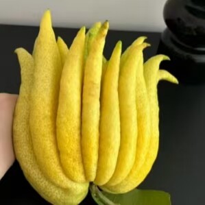 新鲜采摘佛手柑饱满闻香观赏带枝水养绿植天然香薰广佛超大果清供 - 图3