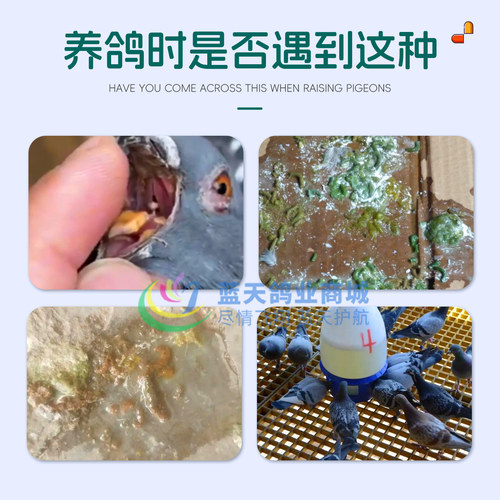 信鸽观赏鸽口腔黄白点粪便稀水毛滴球二合一格莱德非鸽药嘀球特号 - 图0