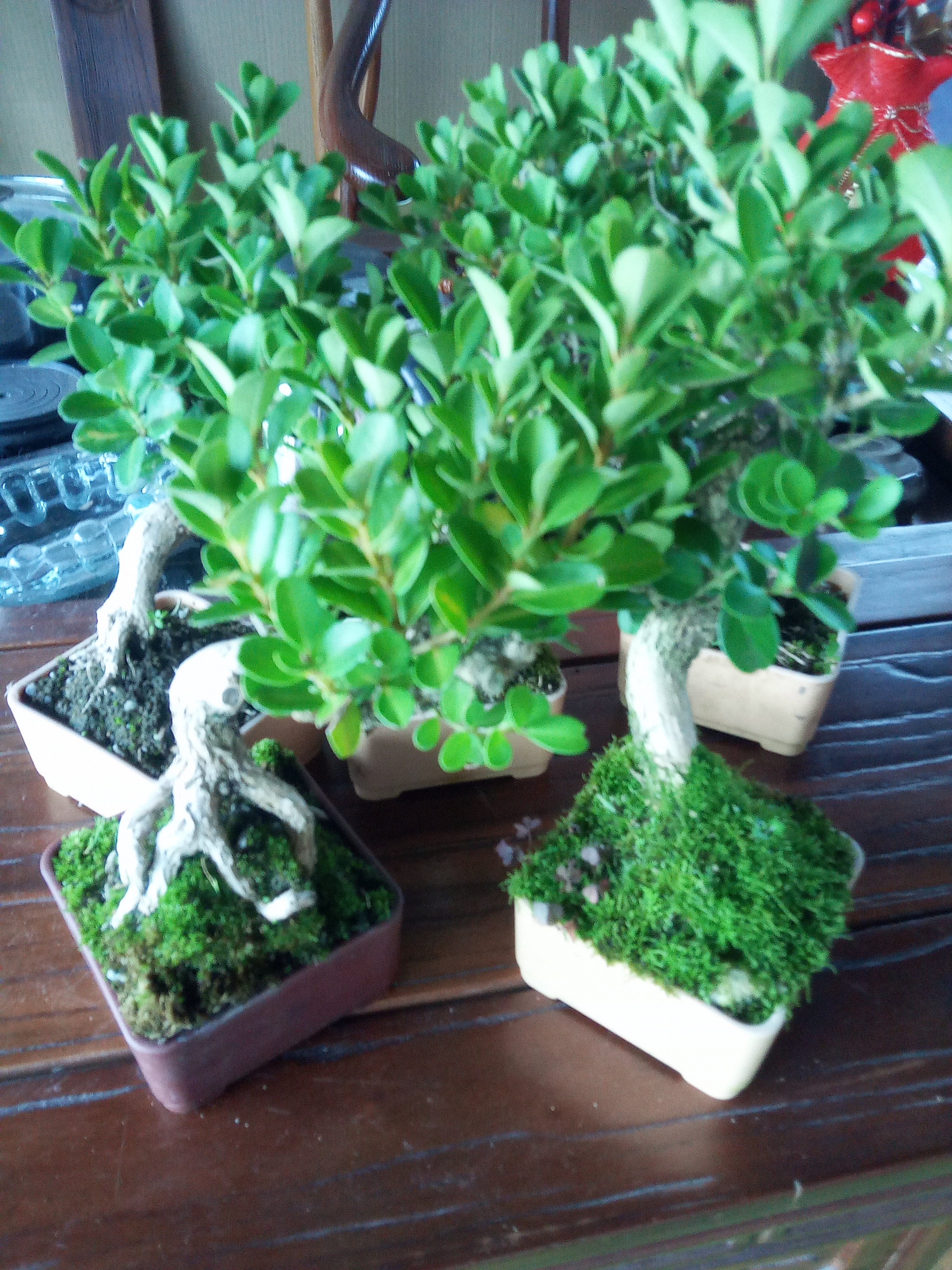 黄杨盆景小老桩老盆口室内盆栽四季不落叶好养易活带盆带土发货,淘宝优惠券,粉丝福利购,淘宝优惠卷