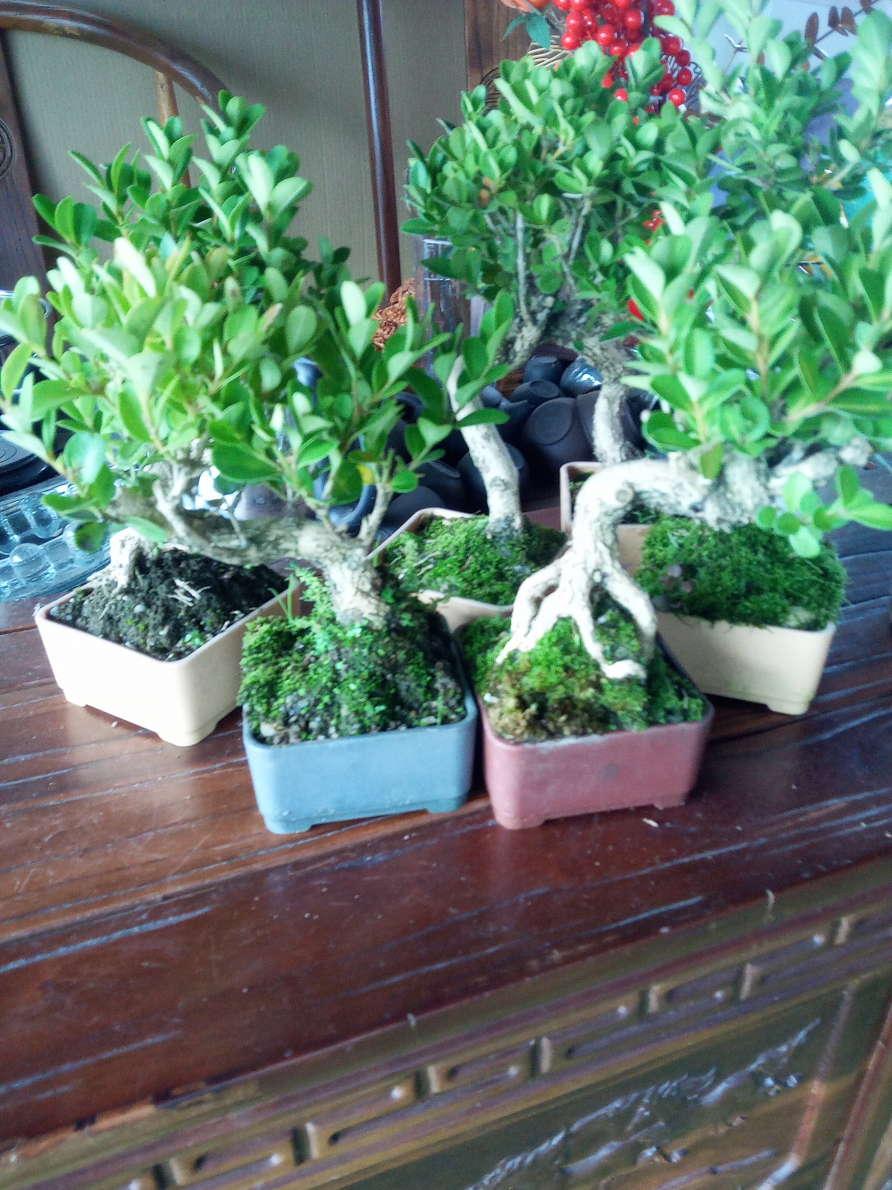 黄杨盆景小老桩老盆口室内盆栽四季不落叶好养易活带盆带土发货,淘宝优惠券,粉丝福利购,淘宝优惠卷