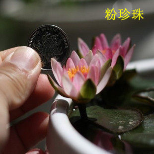 迷你小睡莲种根 水培水养盆栽池塘植物带芽发货水生荷花根块种根 - 图2