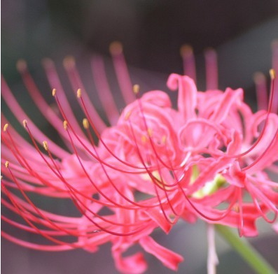 彼岸花盆栽曼珠沙华花种子种孑红花换锦石蒜大种球室内外四季花卉 - 图2