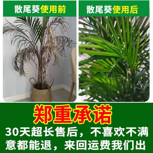 散尾葵叶子发黄烂根干尖黑斑病专用药杀菌剂肥料散尾葵专用营养液 - 图2