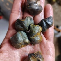 (10) Hunan Shiyan ancient biological fossil specimens fossilized original stone ground-level specimens mineral collection