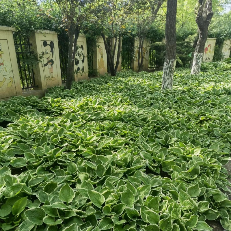 种一次年年长多年生宿根植物玉簪花苗耐寒耐晒耐荫室外地栽绿化苗 - 图3