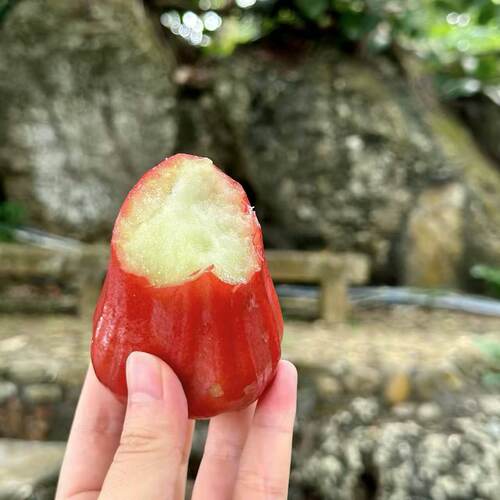 【微磕属正常 介意慎拍】3/5斤海南三亚黑金刚莲雾 清甜多汁 顺丰 - 图1