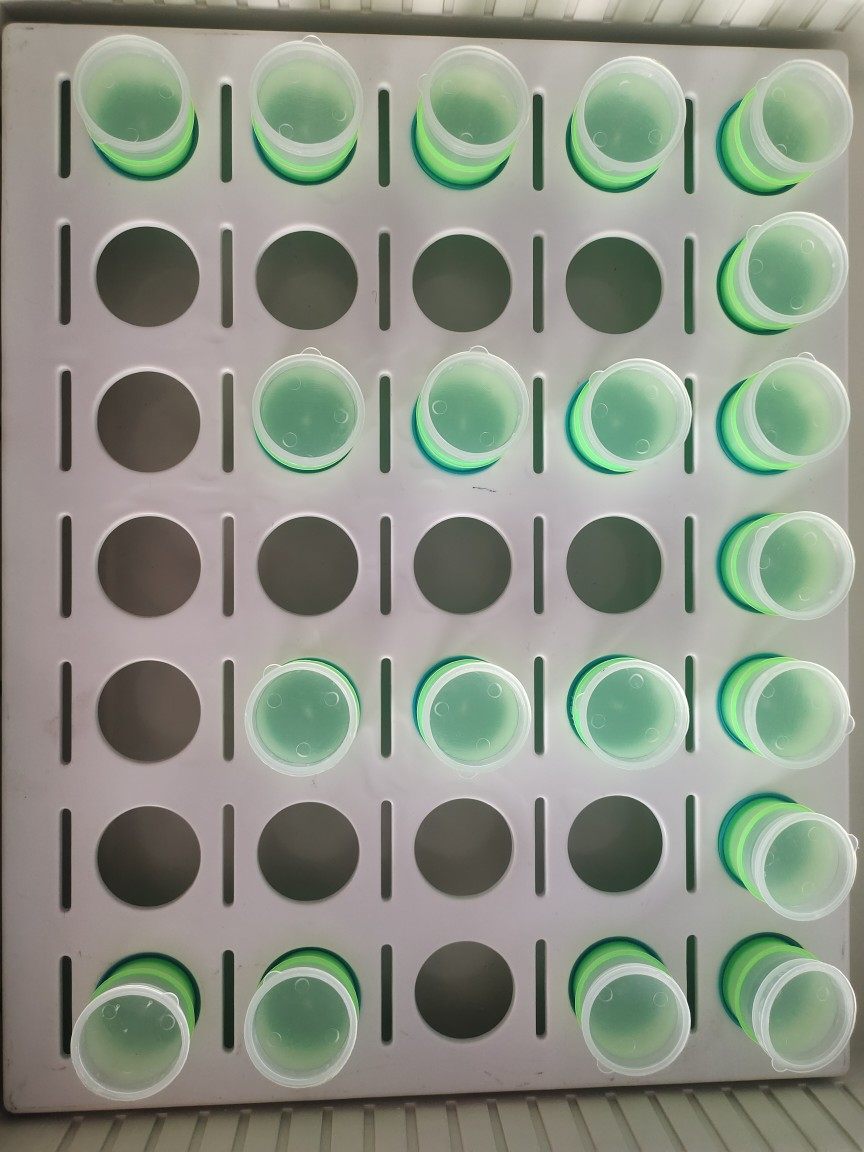 医用35格孔盘 放三色杯使用 药盘 加厚塑料分药盘口服药盘摆药盘,淘宝优惠券,粉丝福利购,淘宝优惠卷