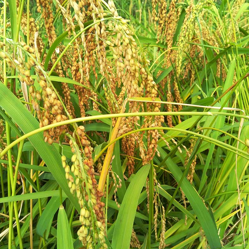 贵州农家干稻穗香禾糯米真稻子食用稻谷舞蹈表演摄影道具装饰稻草 - 图0