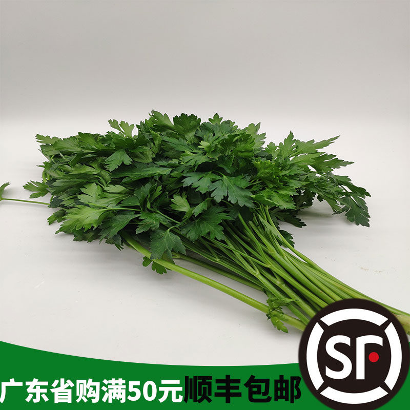 新鲜250克蔬菜 欧芹 Parsley 香芹 荷兰芹意反西意大利番西意蕃茜 - 图0