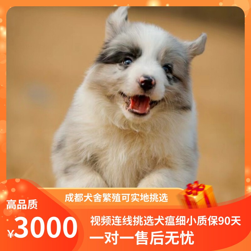 活体繁殖 新人首单立减十元 22年8月 淘宝海外