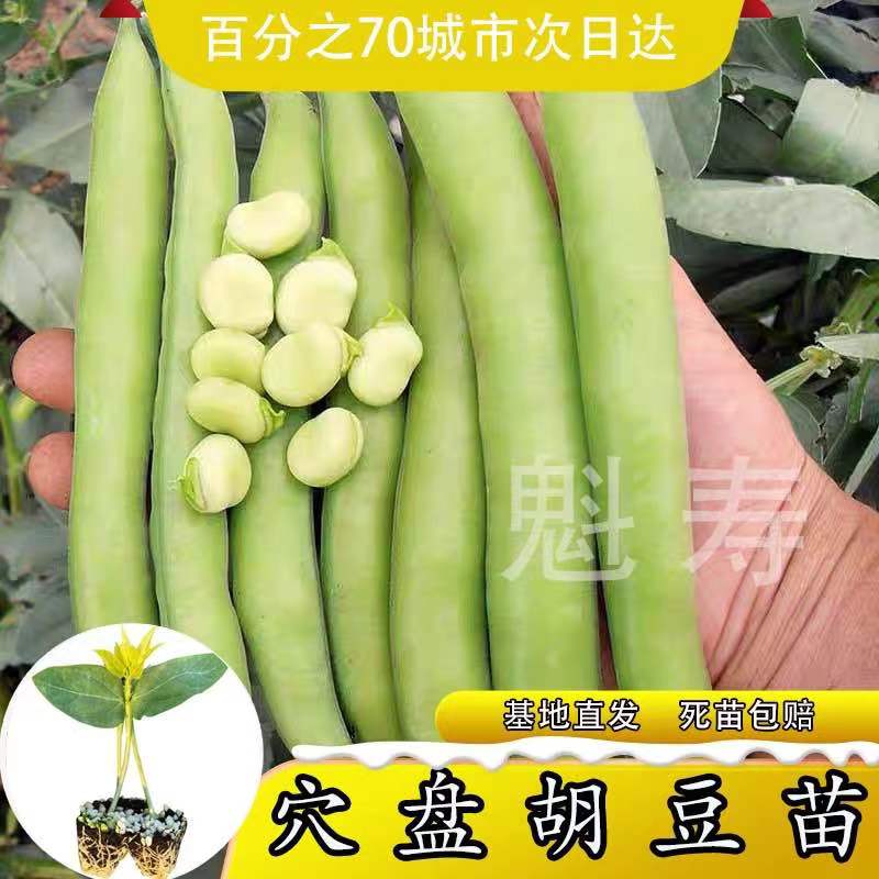 特大高产蚕豆种苗新品种早熟七星蚕豆本地罗汉豆菜种大全蔬菜种子 - 图0