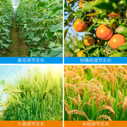 中保24表芸苔素内酯脂水稻柑橘小麦黄瓜促生长促根植物生长调节剂 - 图1