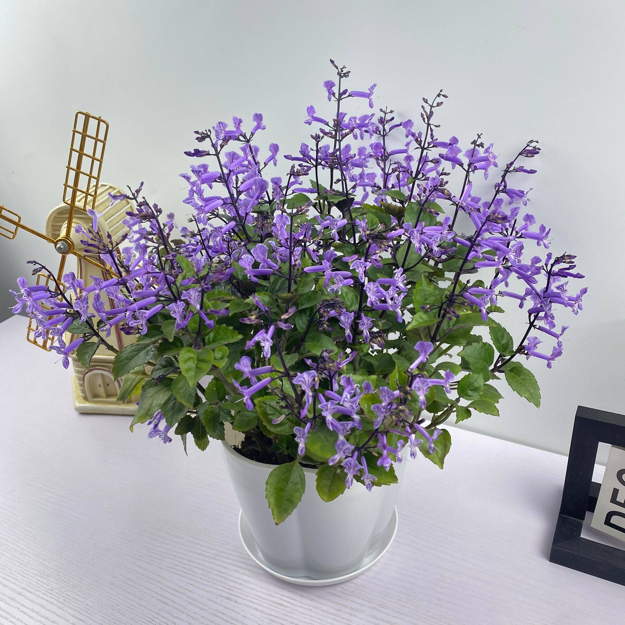 薰衣草盆栽室内吸毒草植物莫纳特丽莎香茶菜阳台庭院花卉香草植物