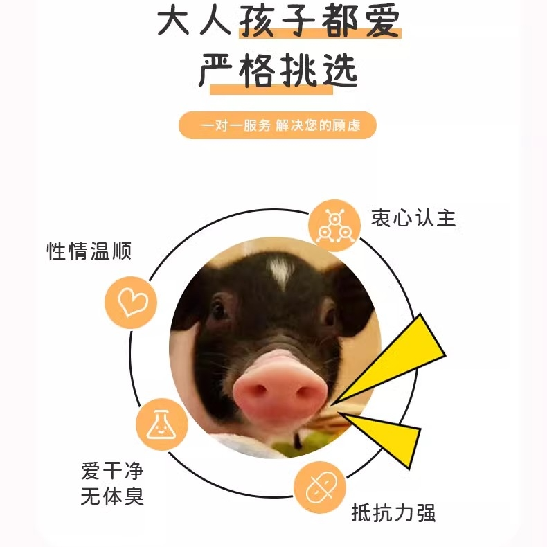 泰国小香猪宠物猪荷兰猪活体迷你宠物活物猪家养小型萌宠幼崽粉猪,淘宝优惠券,粉丝福利购,淘宝优惠卷