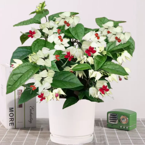龙吐珠花盆栽带花苗老桩鲜花植物室内客厅阳台好养开花卉绿植耐热 - 图3