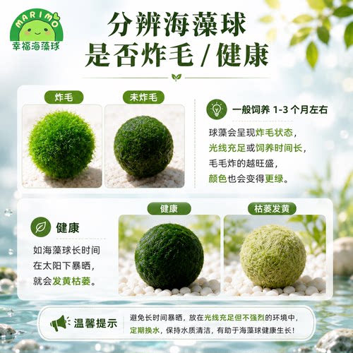 幸福海藻球marimo生态瓶盆栽创意迷你水培植物微景观缸藻球马里莫 - 图2