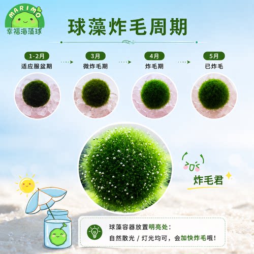 幸福海藻球marimo生态瓶盆栽创意迷你水培植物微景观缸藻球马里莫 - 图1